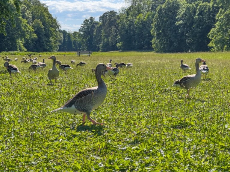 Schlosspark Nymphenburg Muenchen Gaense