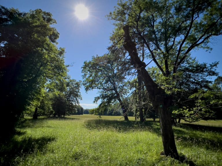 Schlosspark Nymphenburg Muenchen Wiese